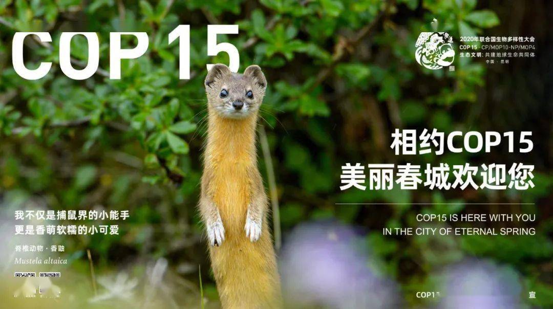 【迎接cop15】这些藏在昆明街头的"小可爱",你遇到了吗?