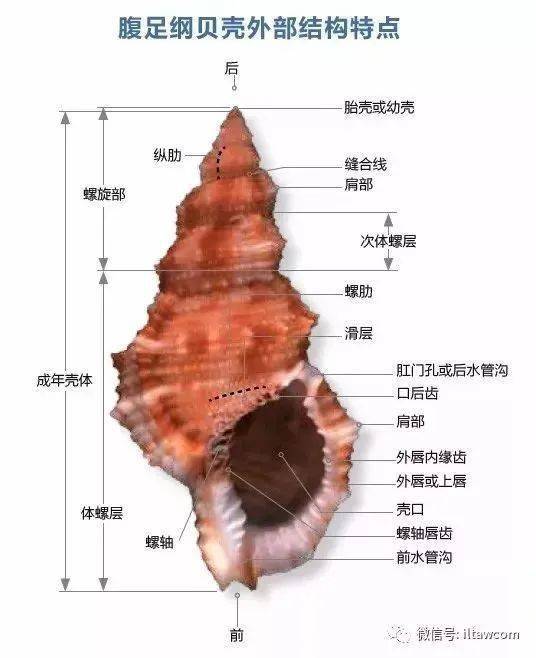 扇贝解剖图结构图图片