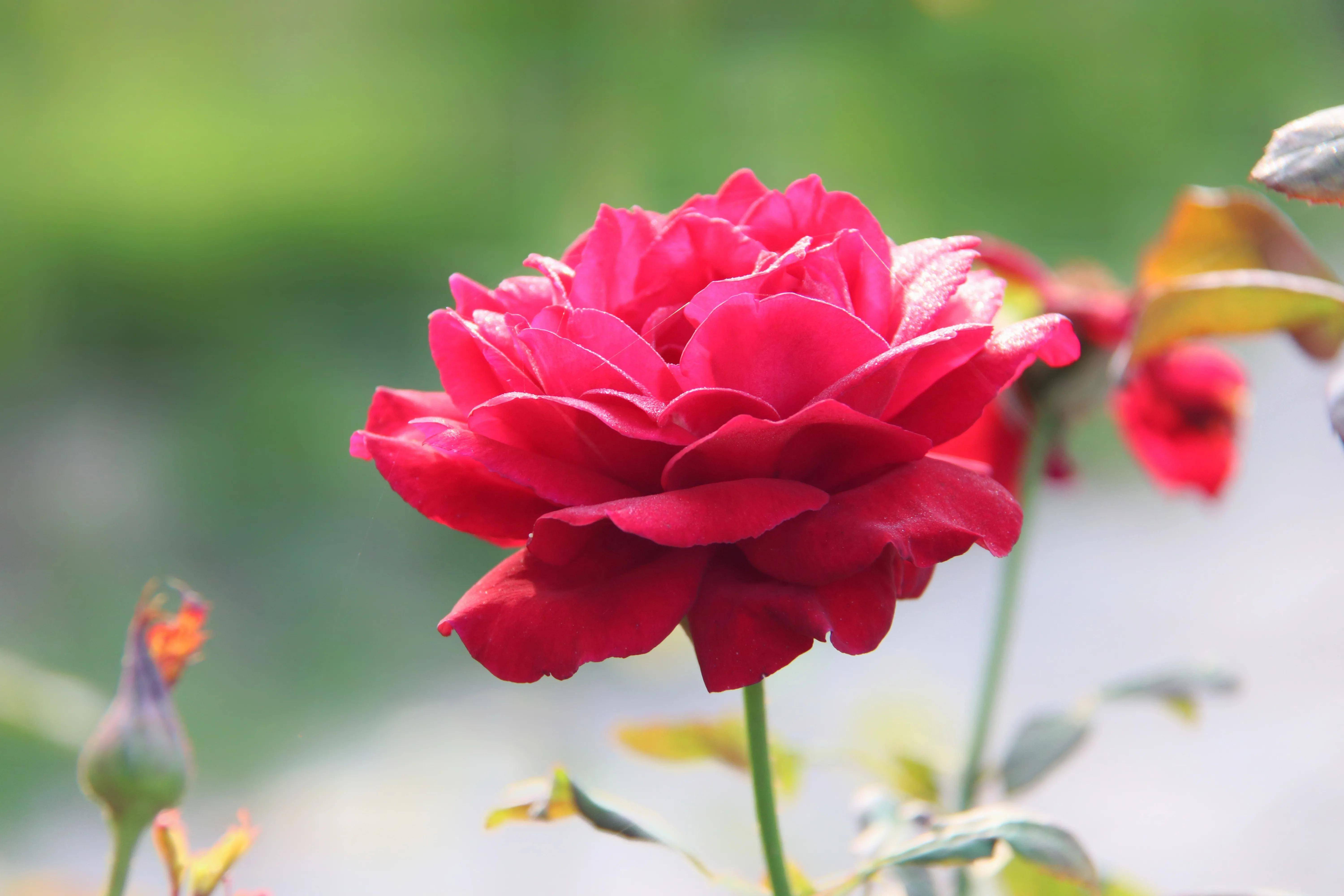 秋天月季红艳艳