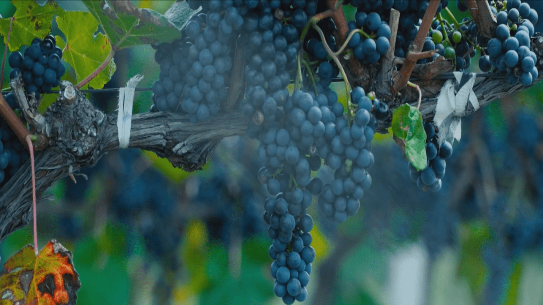 东北亚|【聚焦第十三届中国—东北亚博览会】主播带您看展会:葡萄美酒 香飘万家