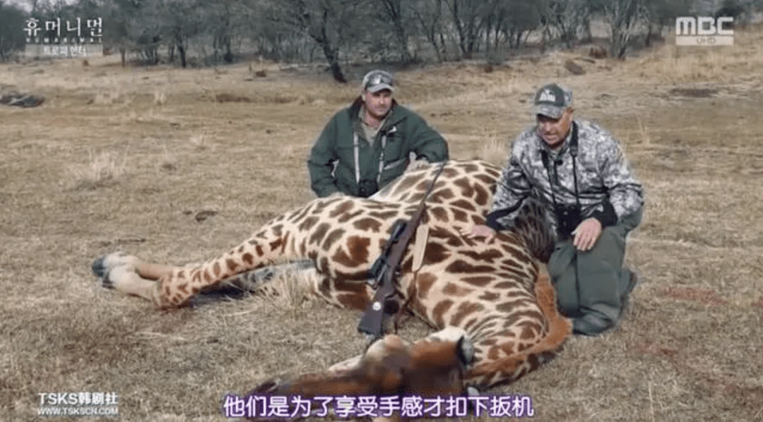 杀死人类的动物 b94108bc082b473ea362b2dab7747999.png