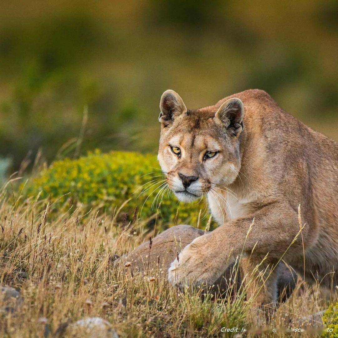 智利大猫美洲狮正在等待你的召唤