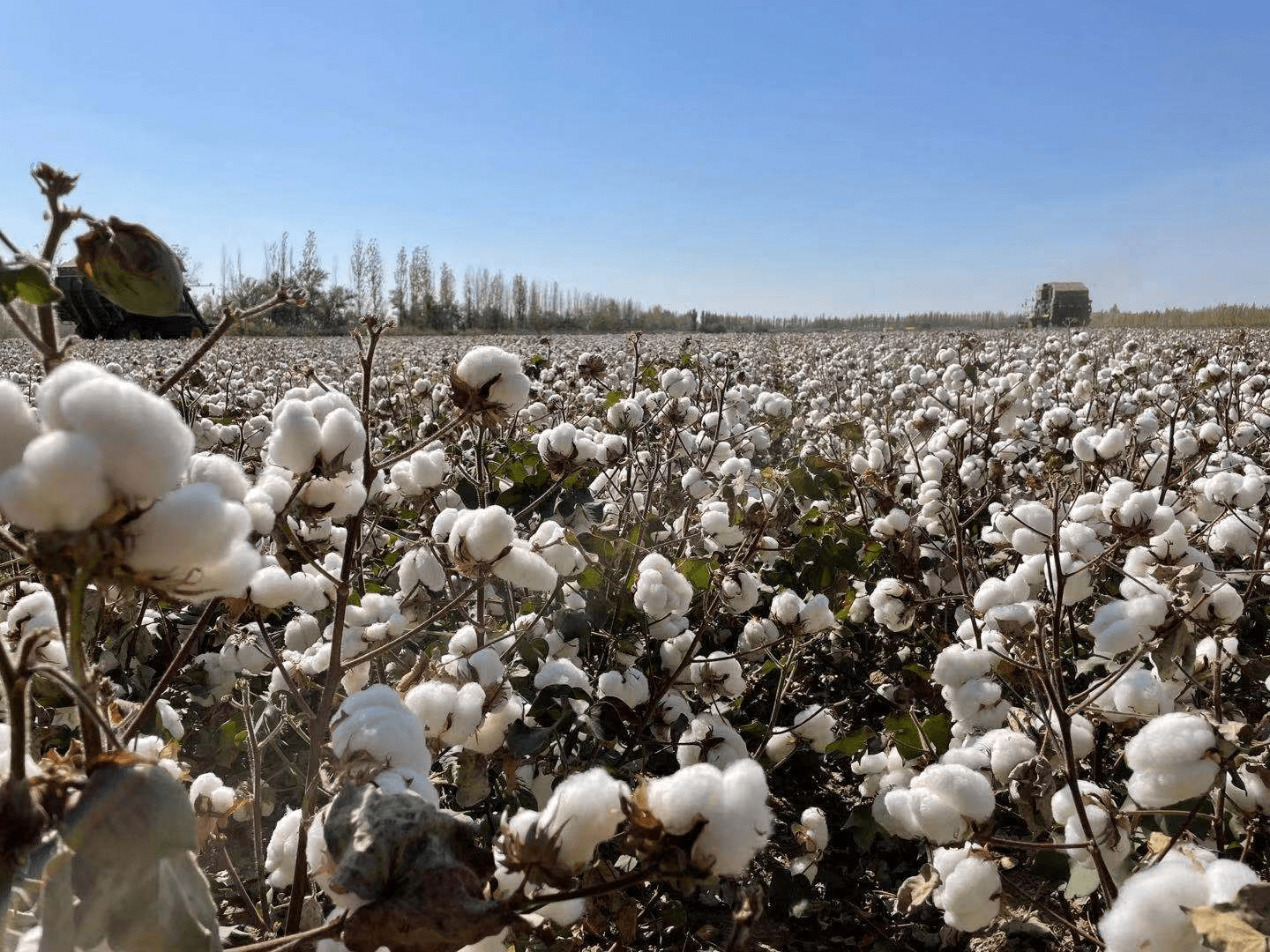 新疆兵团石河子市:全程机械化助力棉花产业提质增效_种植