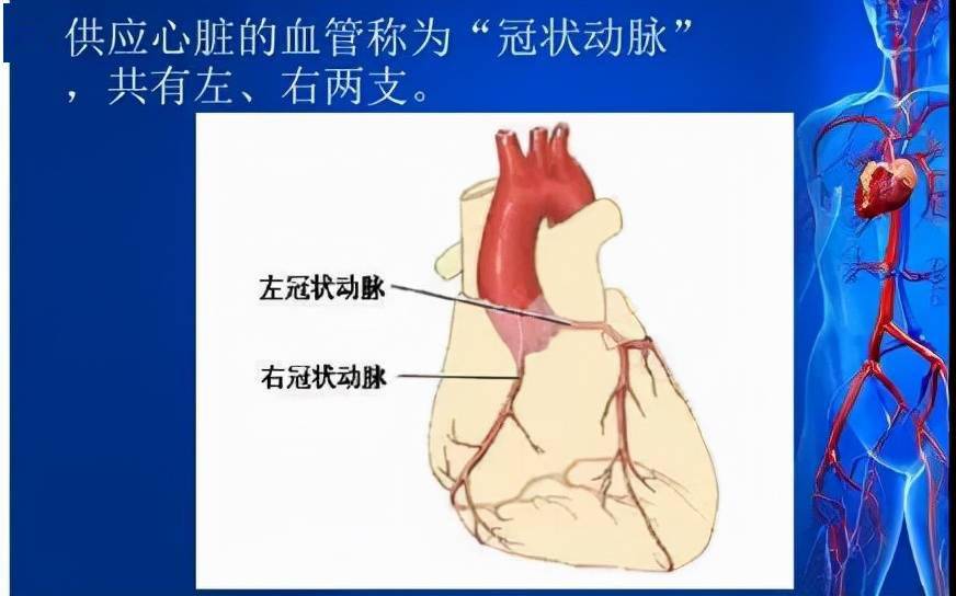 冠状动脉位置图片