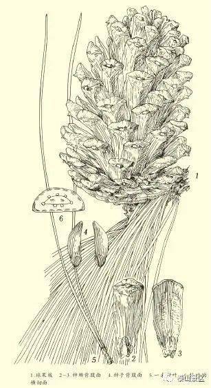 【泰山木本植物科普】——湿地松