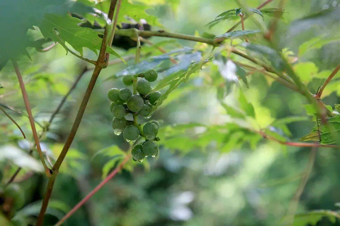 百花山葡萄增补为国家一级保护植物