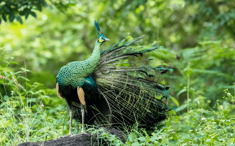 【中越双语】《荷花》微资讯 | 云南双柏恐龙河州级自然保护区绿孔雀
