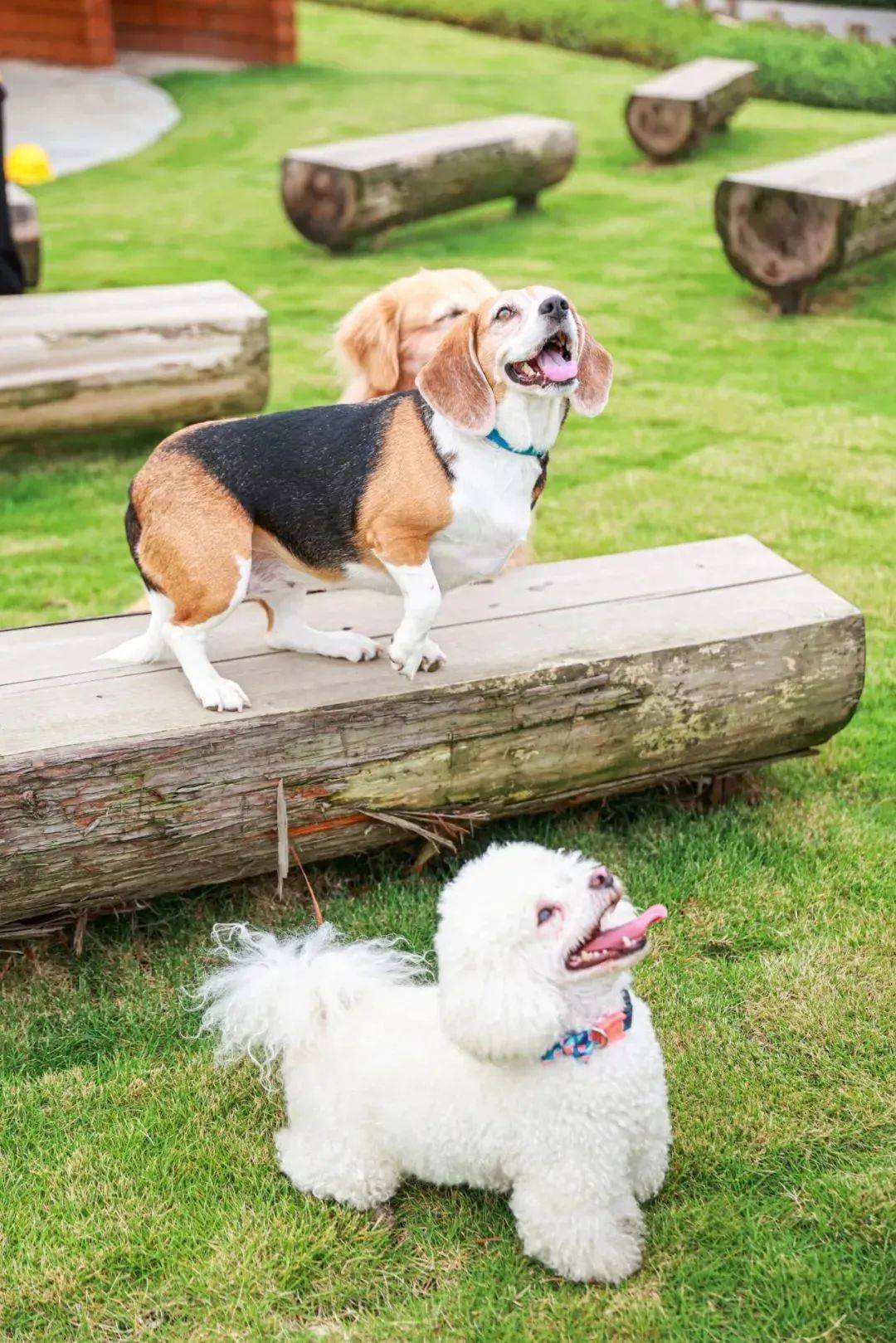 成都首个超大型宠物公园来了