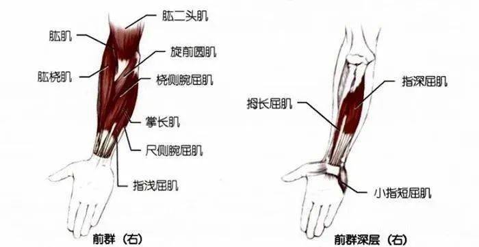 你要学习的手臂肌群拉伸都在这里了