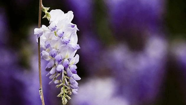 576e0daffa294db381e8bf8a572ddc27.png
