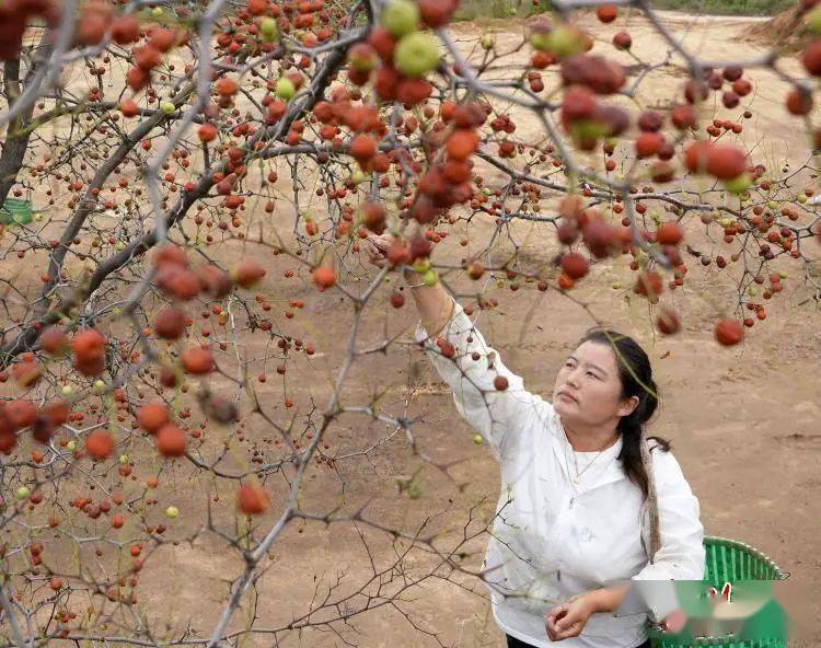 内丘:小枣仁闯出大市场