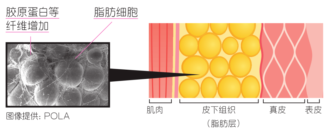 取向男女版“建模脸”审美取向，谁是最佳耐看脸？