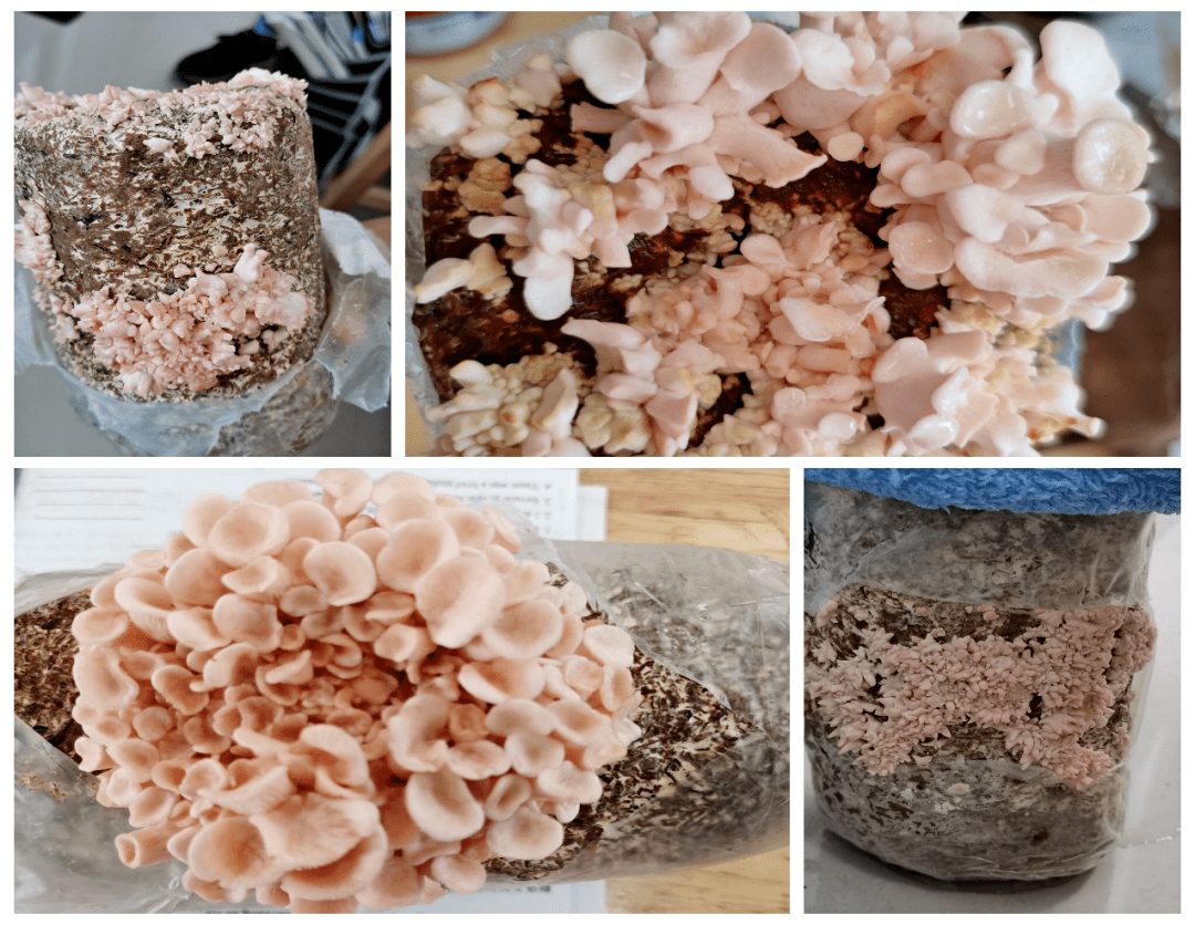 蘑菇菌包生长养殖记(白平菇篇) - 哔哩哔哩