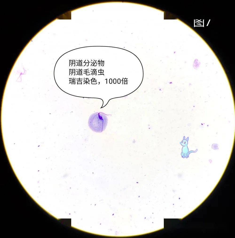 段师形态教学系列第36期