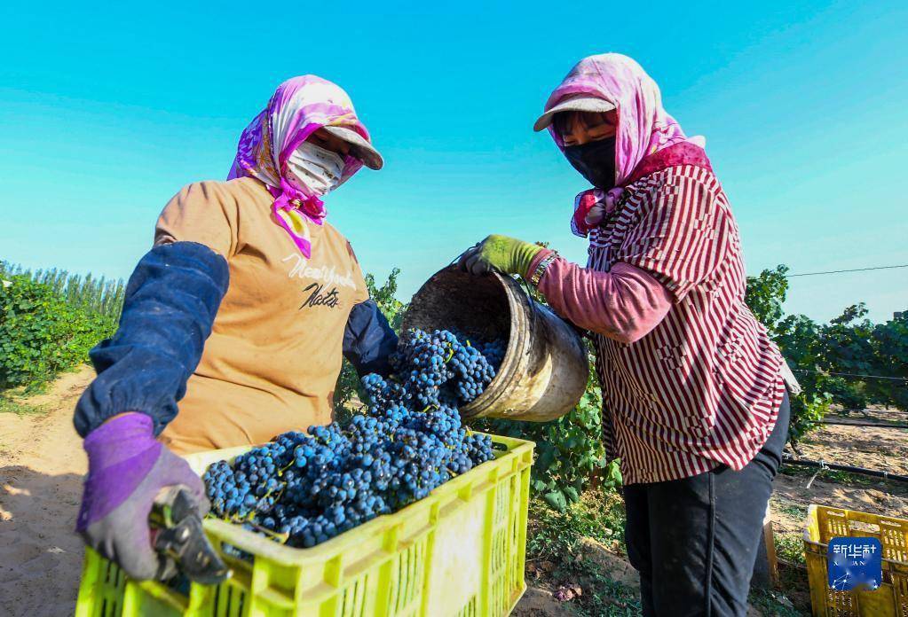 企业|乌海葡萄熟了