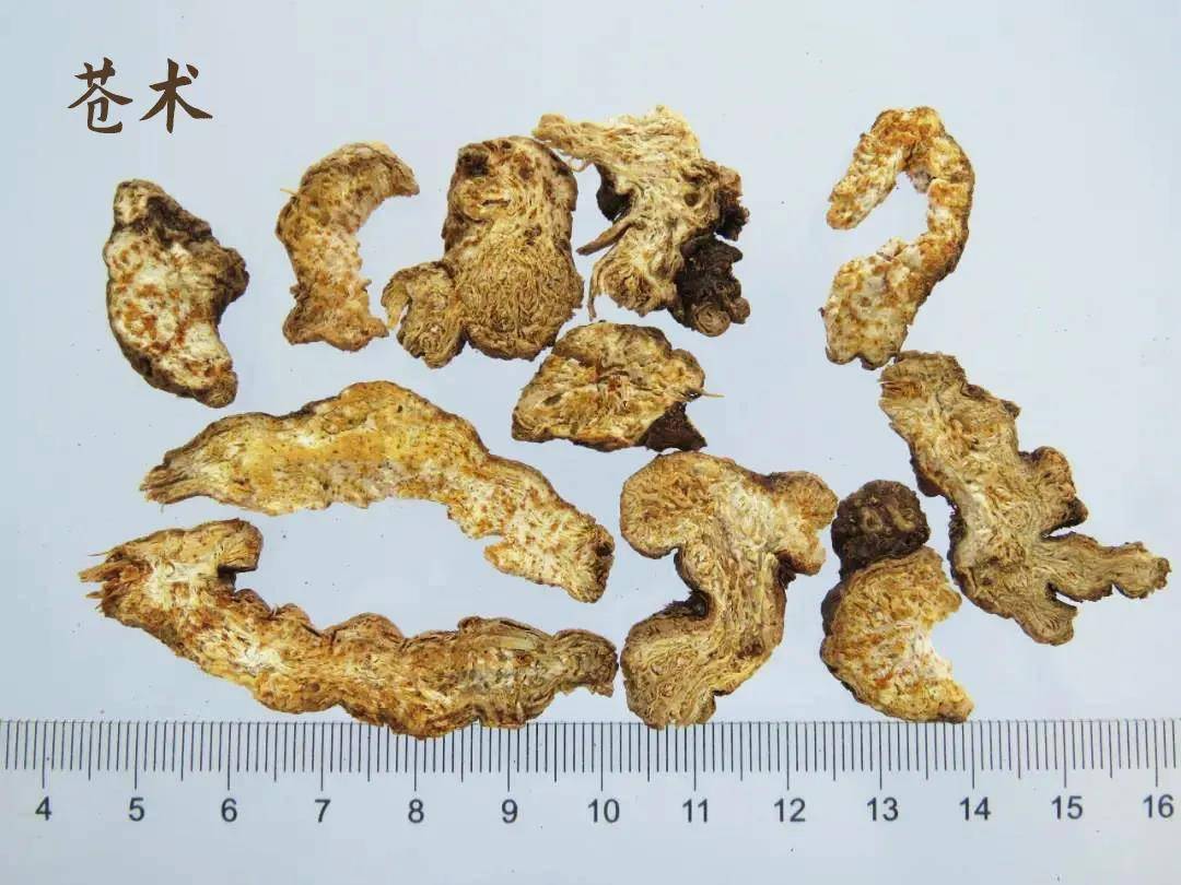 每天学习一味中药苍术