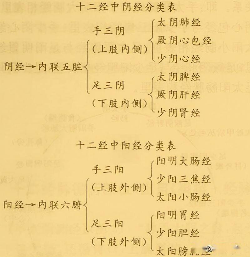 十二经脉按其循行顺序分别成为:手太阴肺经,手阳明大肠经,足阳明胃经