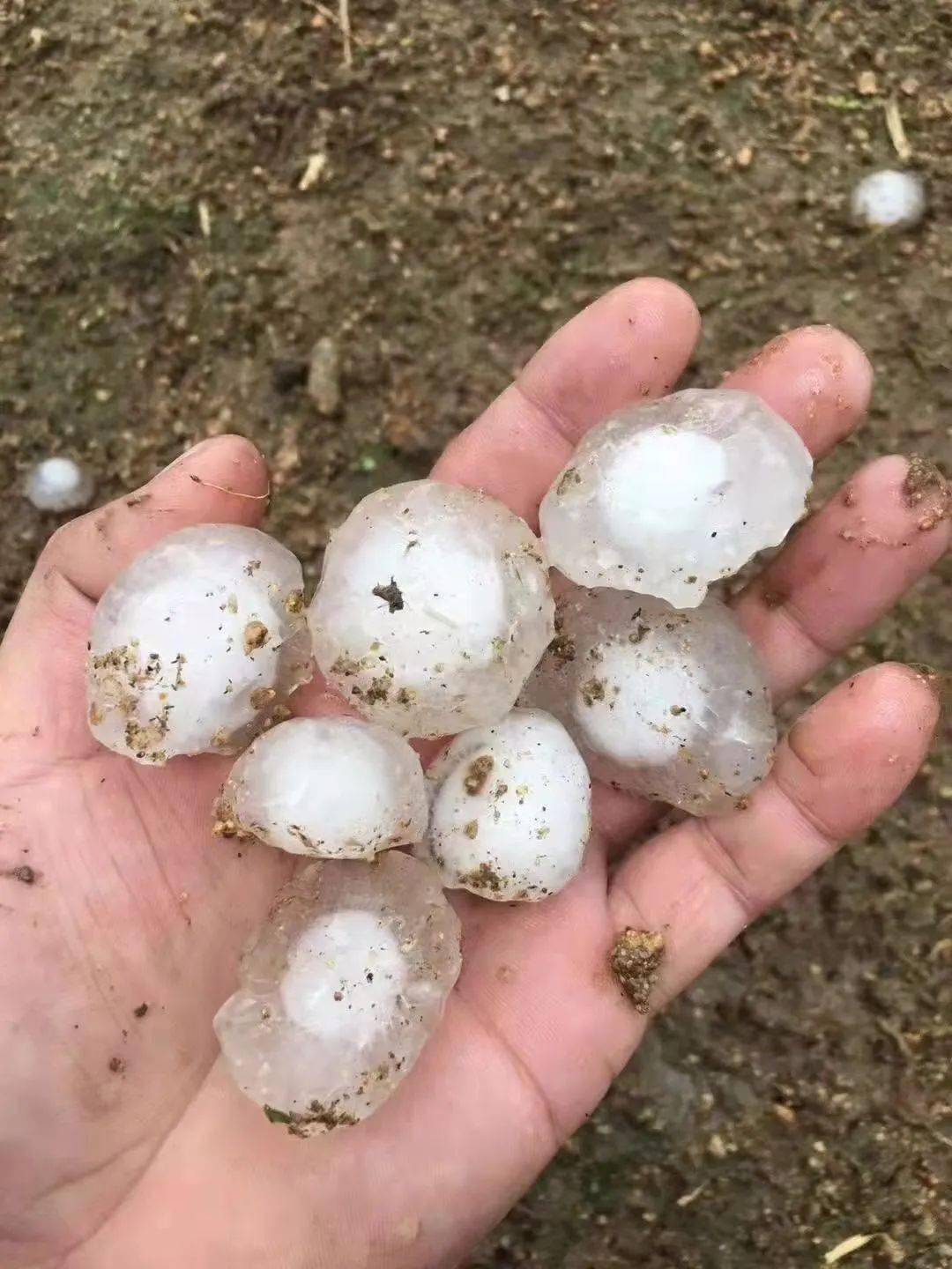 威海突降冰雹,大如鸡蛋,车玻璃被砸裂,果农损失严重