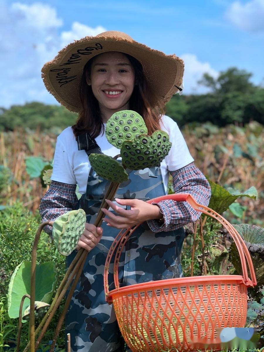 广州市从化区鳌头镇铺锦村近10亩荷塘里,采莲人顶着烈日在荷塘里劳作