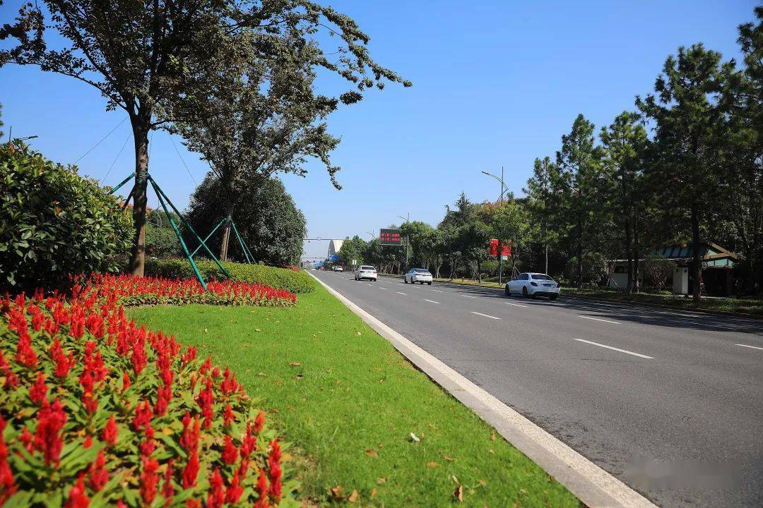 嘉兴最美的秋色,都挥洒在南湖大道上