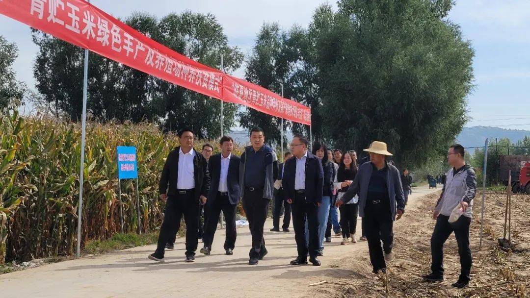 甘肃省|国家重点研发计划课题“青贮玉米绿色丰产及养殖场种养扶贫模式”现场观摩会在临夏县举行