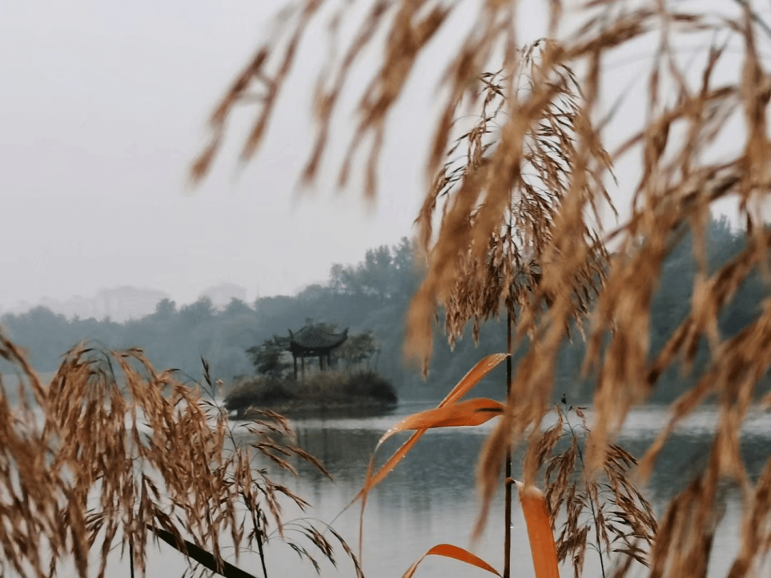 美！河南高校秋景“大片”来袭……