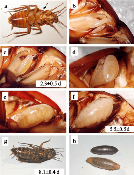 蟑螂的生长周期示意图图片