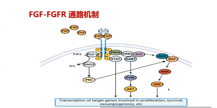 bemarituzumab是一种针对 fgfr2b 受体的特异性 igg1 抗体,bemarit