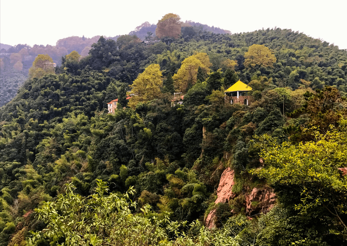 中国第一蛇村300万条蛇出没村落800多位村民不怕被咬吗