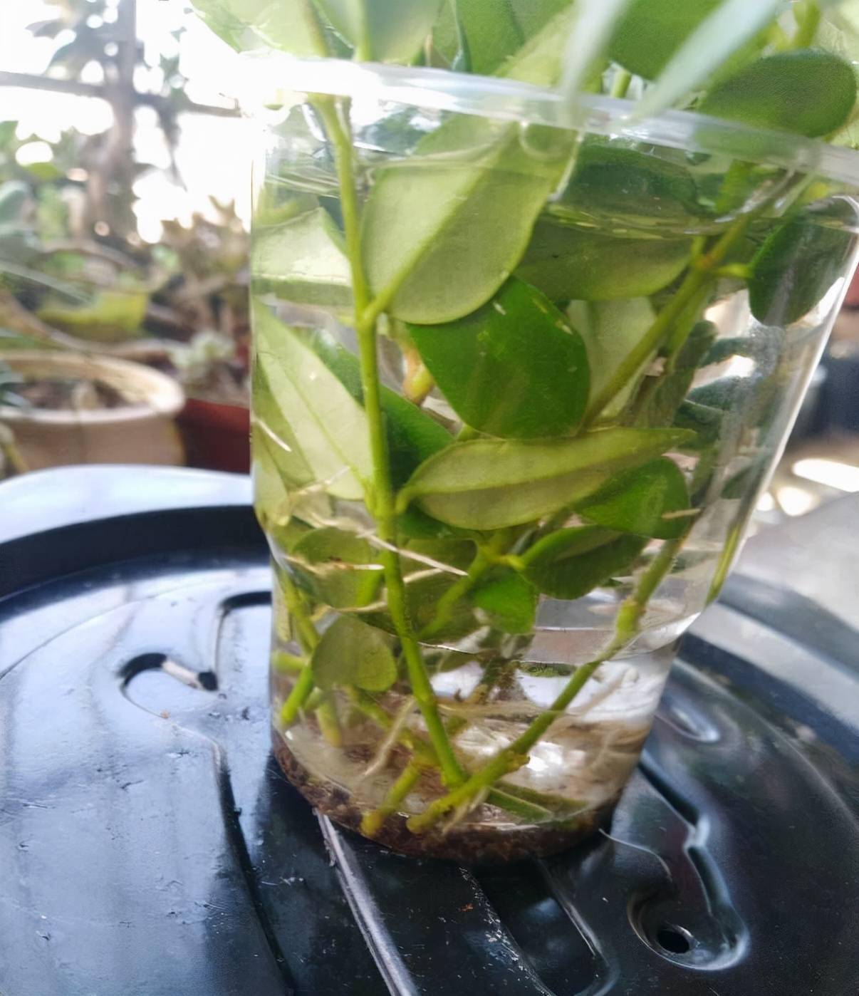 球兰长叶不开花?试试这样做,开花快,花球大,易繁殖,开爆盆