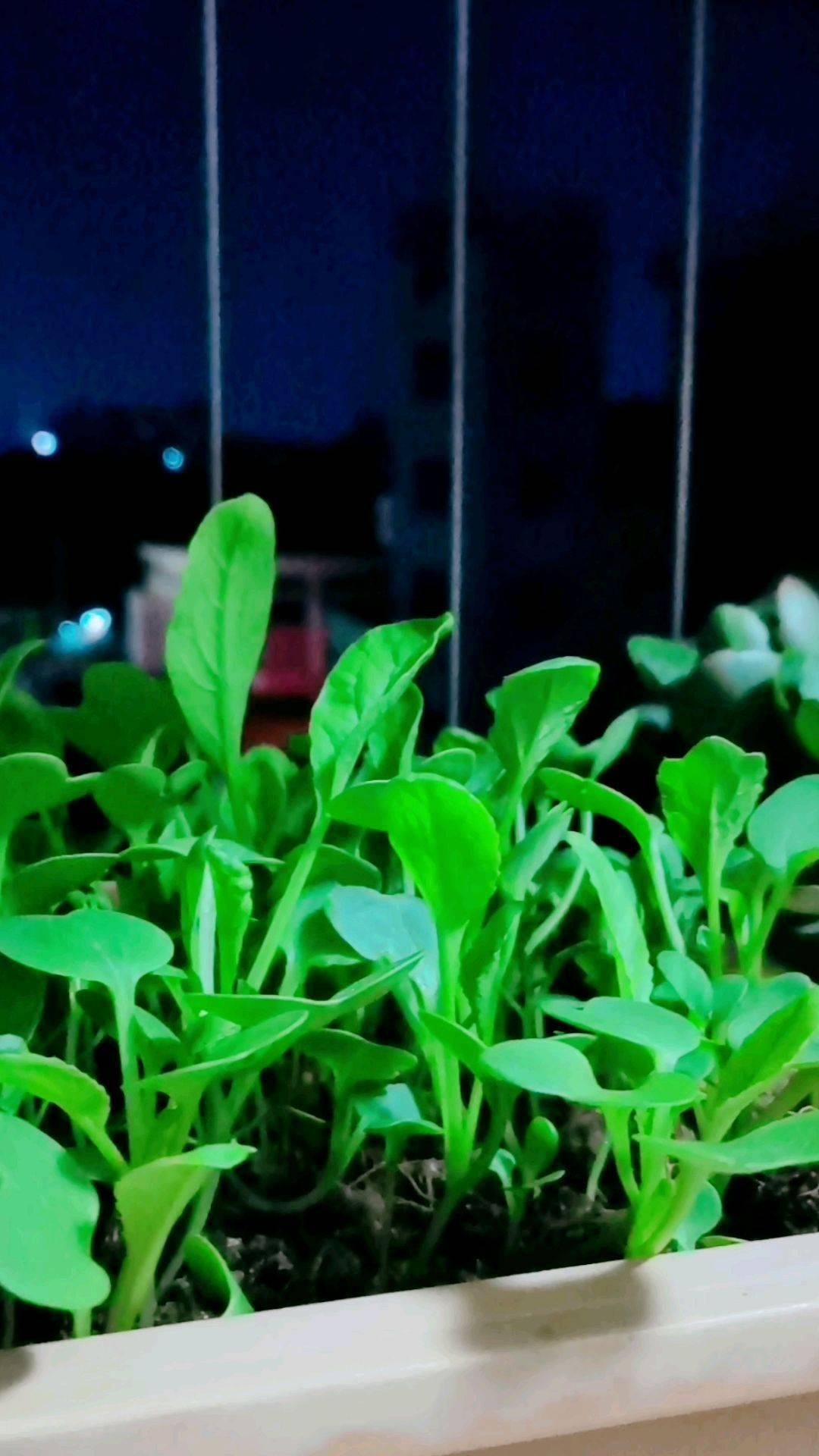 啥时候种小白菜好 c739b5cfbe48465a9e960f8a66800520.jpeg