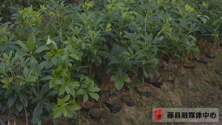 古龙镇销售八角苗超800万株