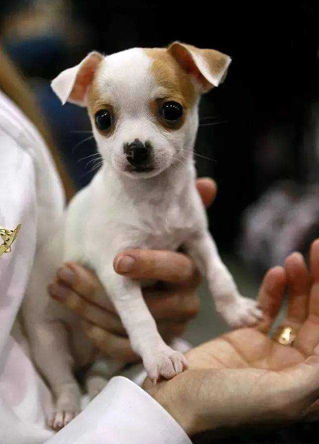 怎么养狗家里不臭 1557e2c1d72d4450be1880fa5bb73cee.jpeg