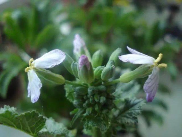 晒图| 水培的白萝卜开花,像棵奇特的花纹菜