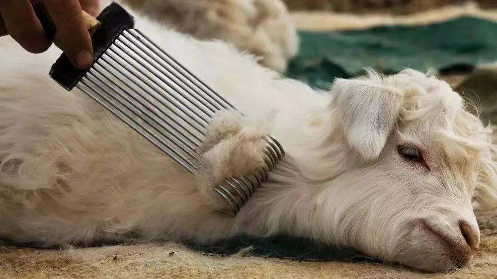 山羊 70 年前的“顶流女明星同款”，今年还很时髦？