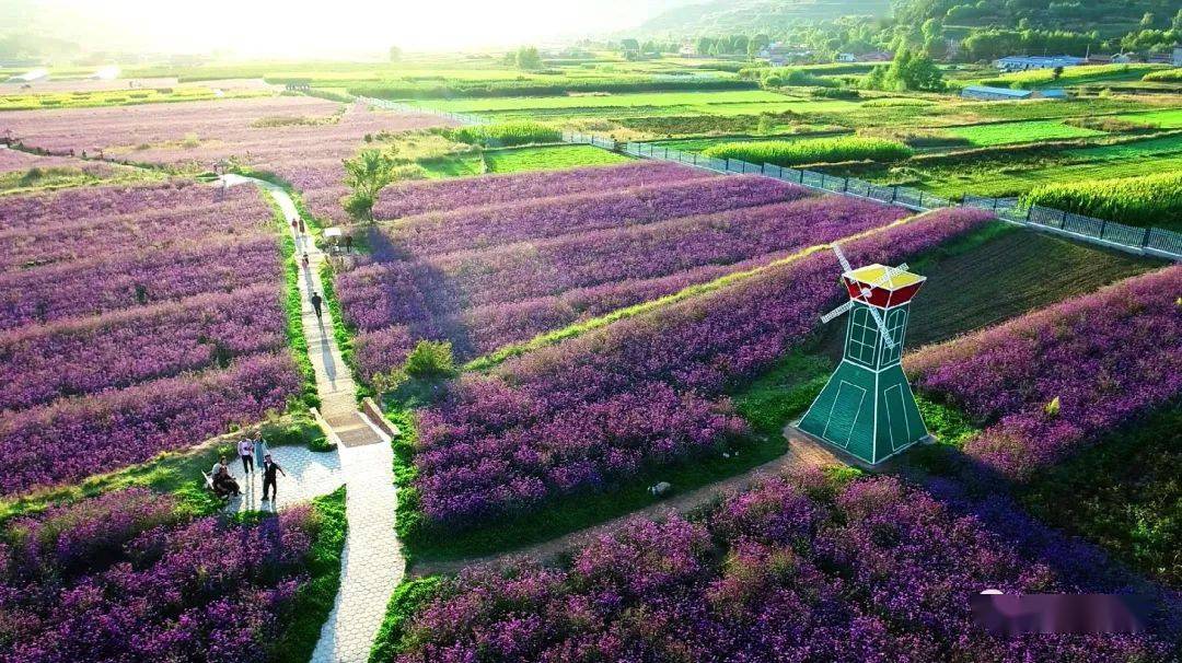 祖国颂庄浪这片花海高颜值绽放