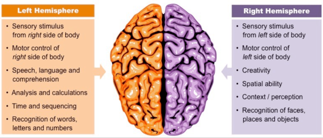 cortex(大腦皮層),它一共可以被分為四片:frontal lobe(額葉)