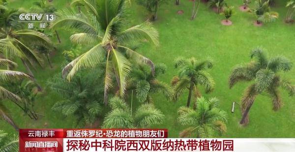 侏罗纪|云南禄丰恐龙科考工作进入“啃硬骨头”阶段 恐龙化石是如何修复的呢？
