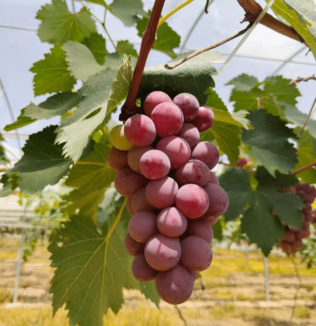 台商区:推动农业科普,发展休闲观光农业