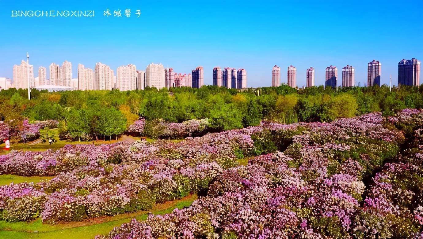 哈尔滨天池丁香公园图片