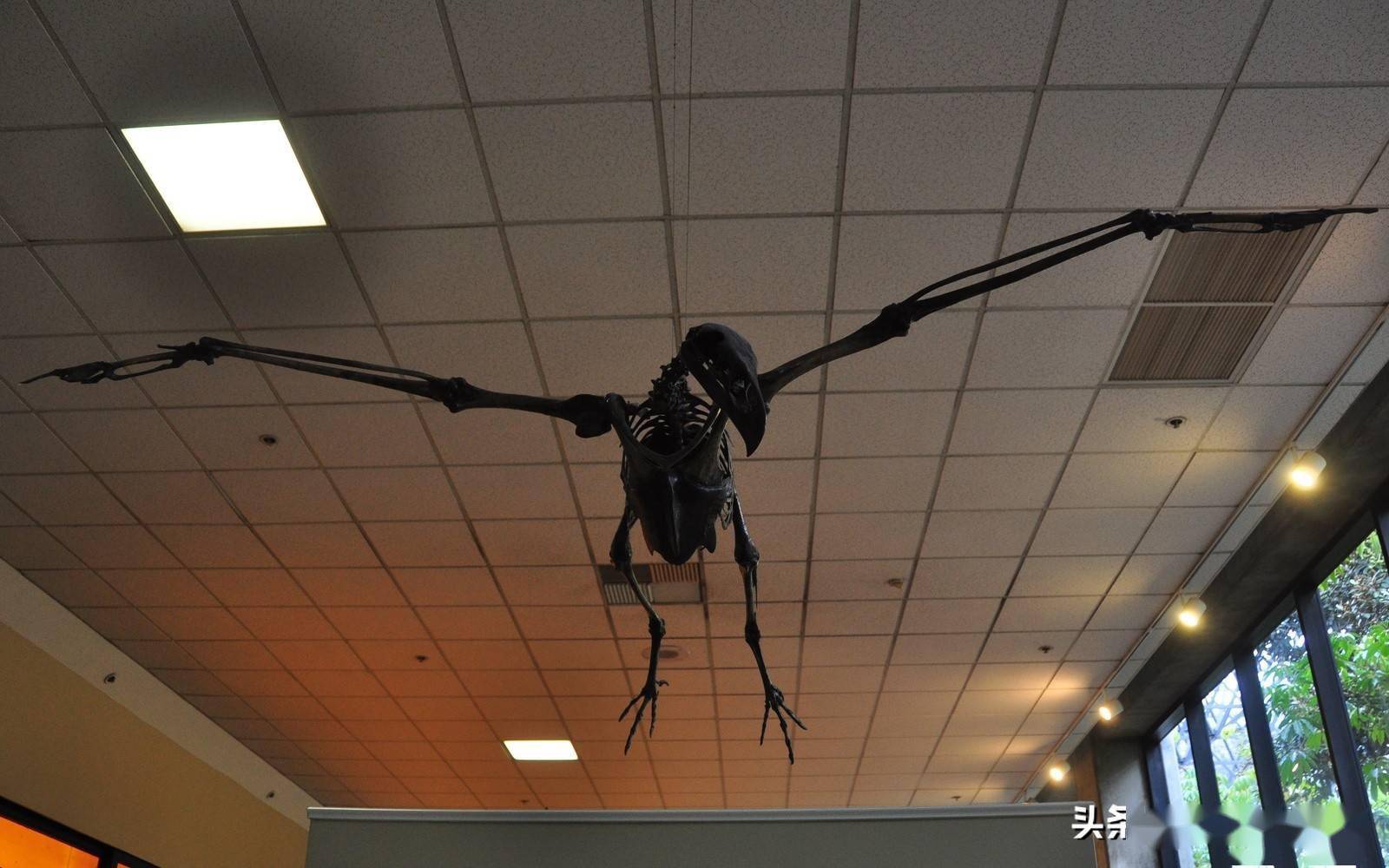 图注:畸鸟的命名者米勒,图片来自网络早在100多年