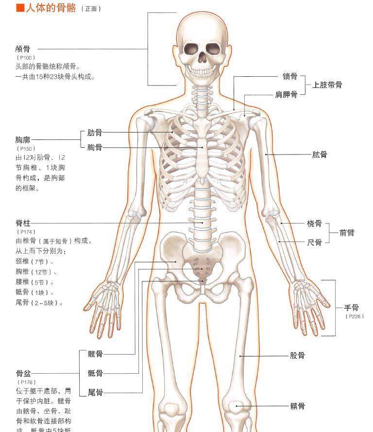 珍藏中山大学人体解剖学36讲全集