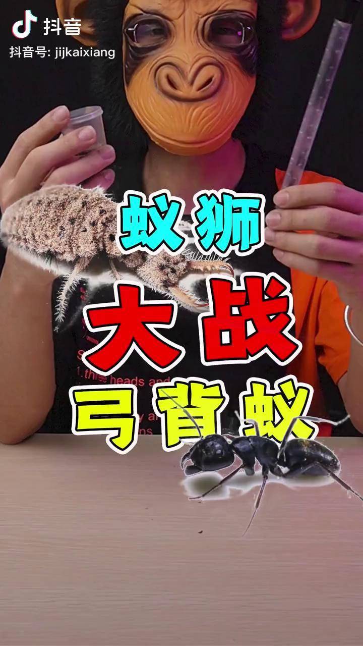 蚁狮的作用和功效图片