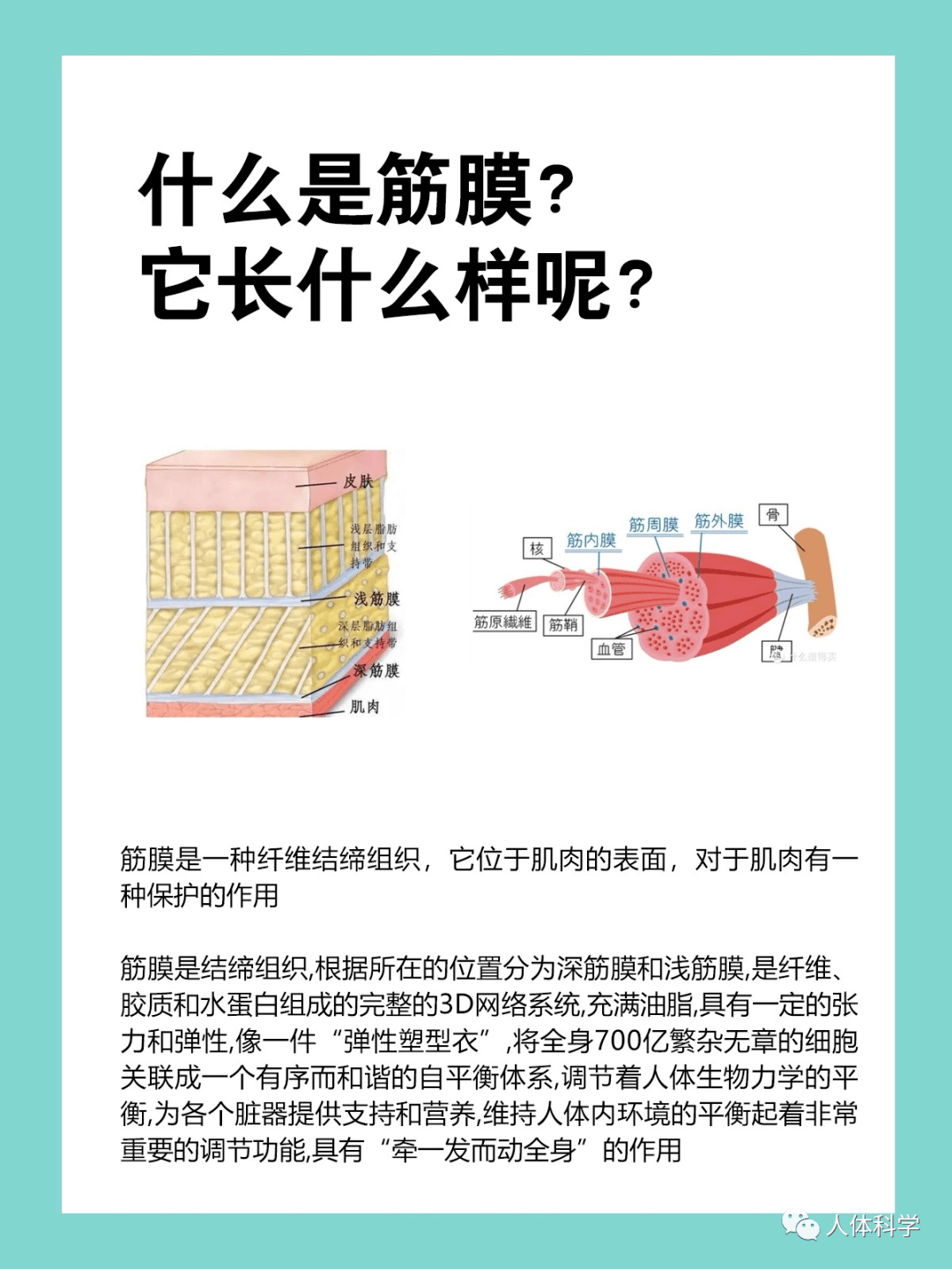 筋膜什麼是筋膜鬆解和鍛鍊筋膜有什麼好處