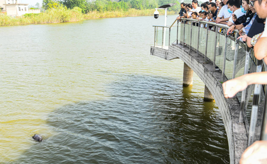 市民|国庆旅游新看点 铜陵江豚戏水欢