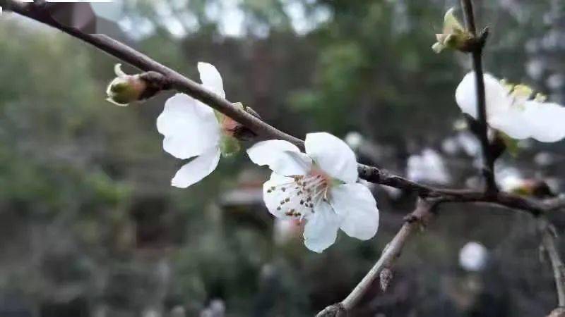 又是一年秋色美 引得杏花二度开 杏树