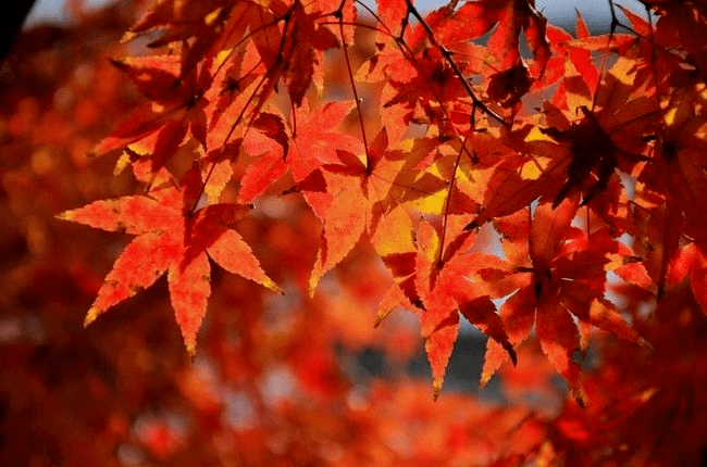 寒露丨秋意重 寒色浓_节气