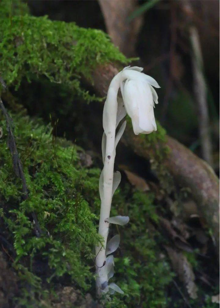 珍稀罕见 幽灵之花 水晶兰现身阴条岭自然保护区 重庆