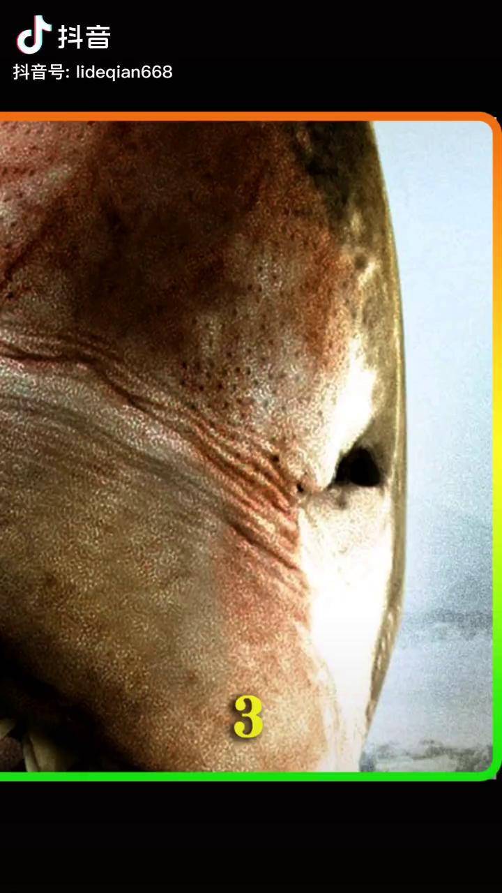 沙海狂鲨海报图片
