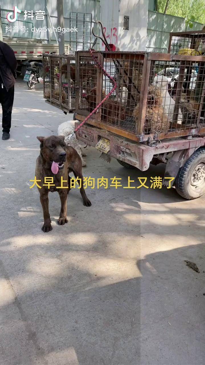 狗肉车萌宠